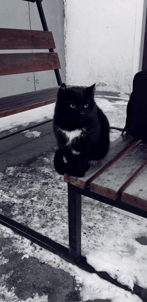 Котовторник. Февраль
