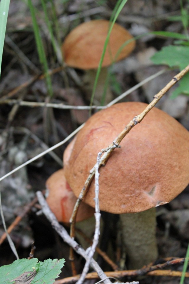 Байкал, 2011