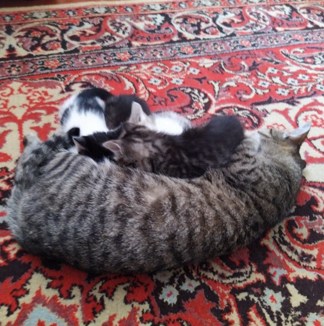 Котовторнику посвящается