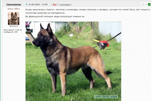 Сумасшедшие помеси собак