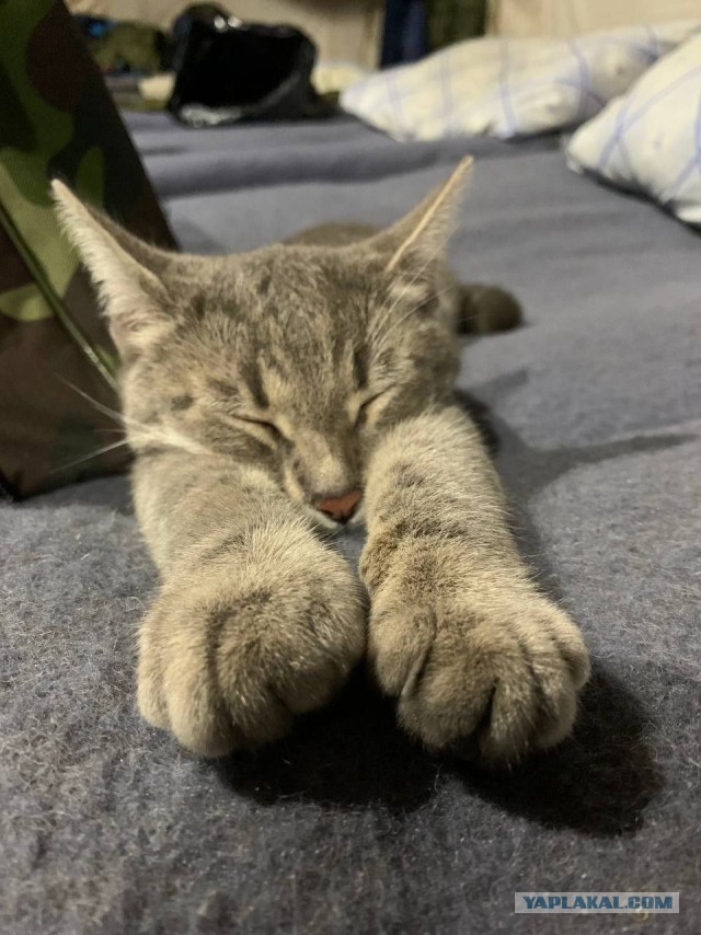 Кошка талисман или АСОшка!
