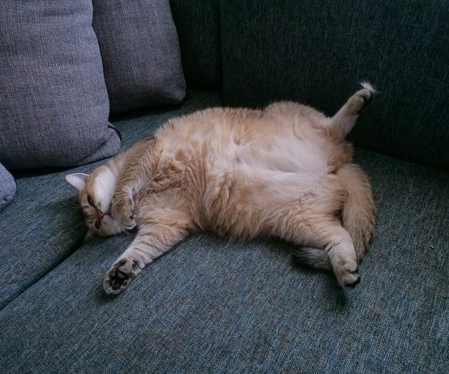 Котовторник 19.07.22