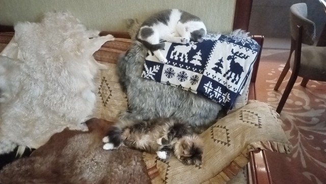 Почему в мире так много кошек с белыми лапами?
