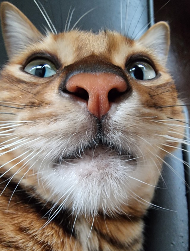 Немного милоты в котовторник