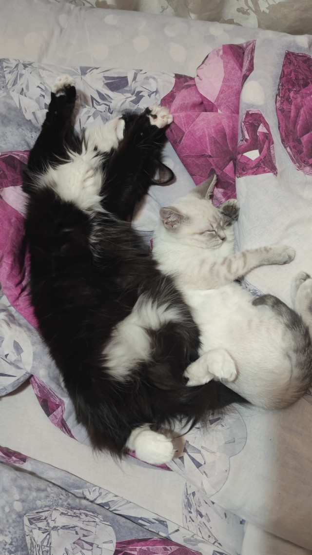 Котовторник 18.10.22