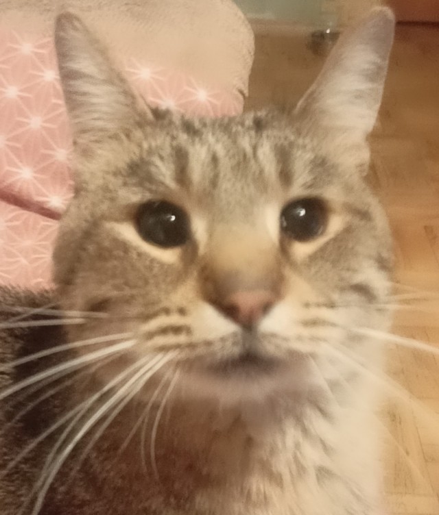 Нашли кота