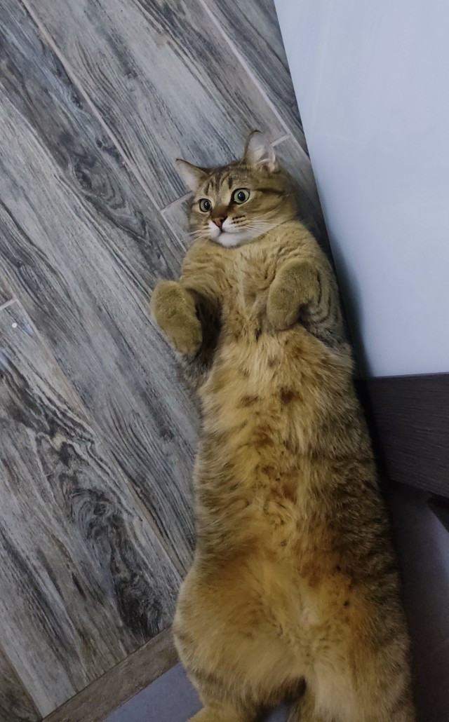Котовторник прошел, а я не успел