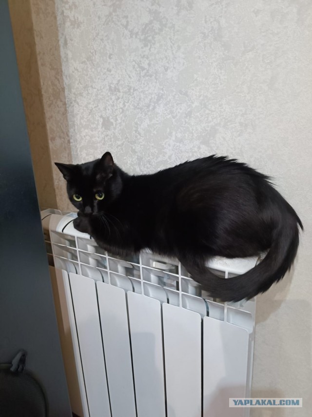 Вторник, ваши коты и кошки в студию