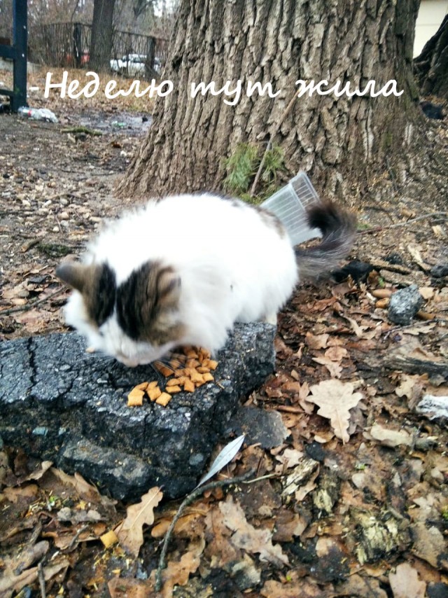 Жизнь домашнего приюта "Котоленд" 368