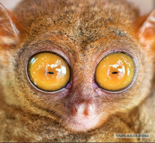 Эмоциональная поддержка службы экстренной помощи