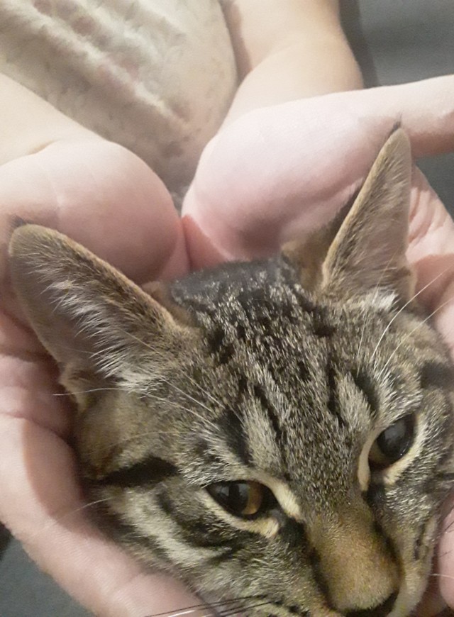 Котик Маркиз