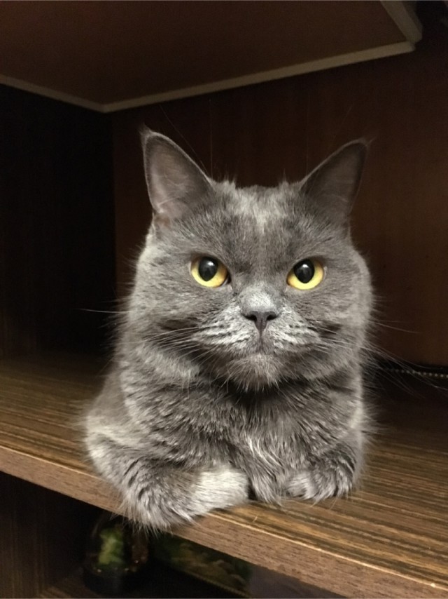 Сегодня всемирный день кошек!