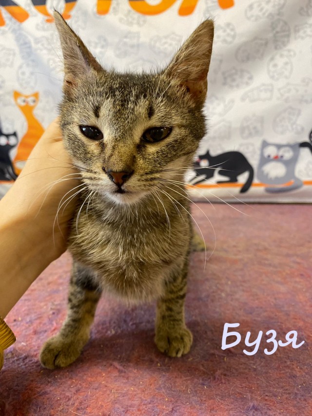 Жизнь домашнего приюта "Котоленд" 387