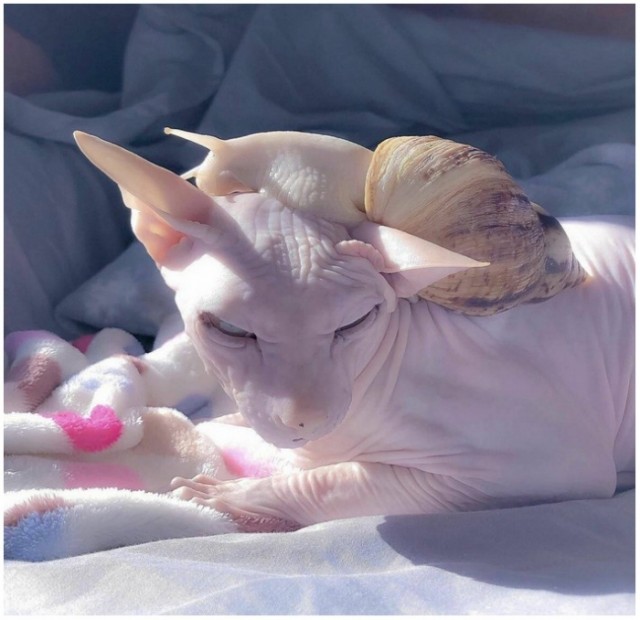 Начинаем котофторник?