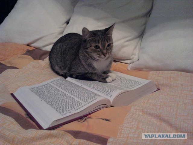 Котовторник 16.04.2013
