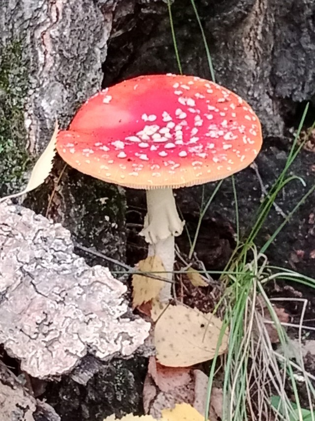 Природа. Урал