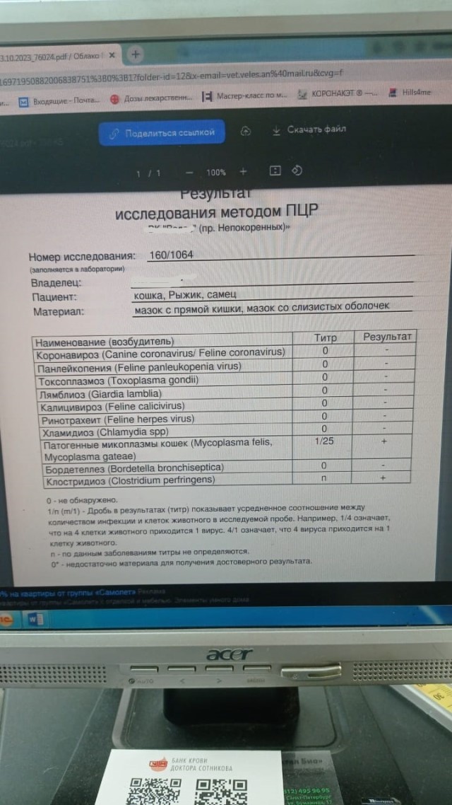 Кот взятый с дачи. Продолжение