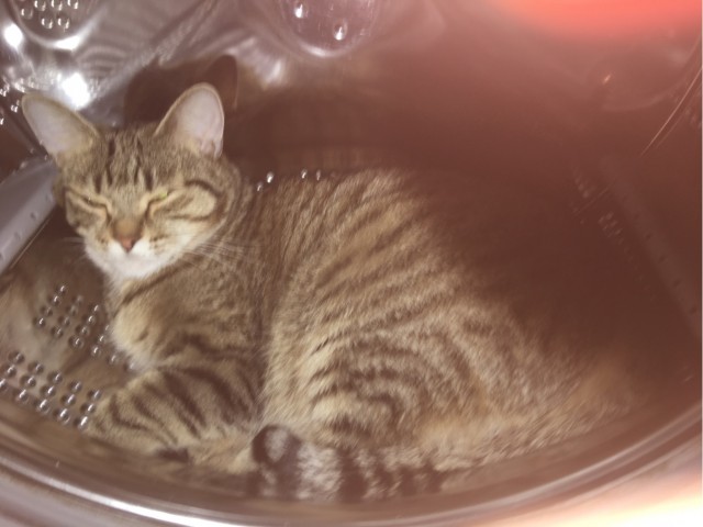С котовторником ЯПовцы