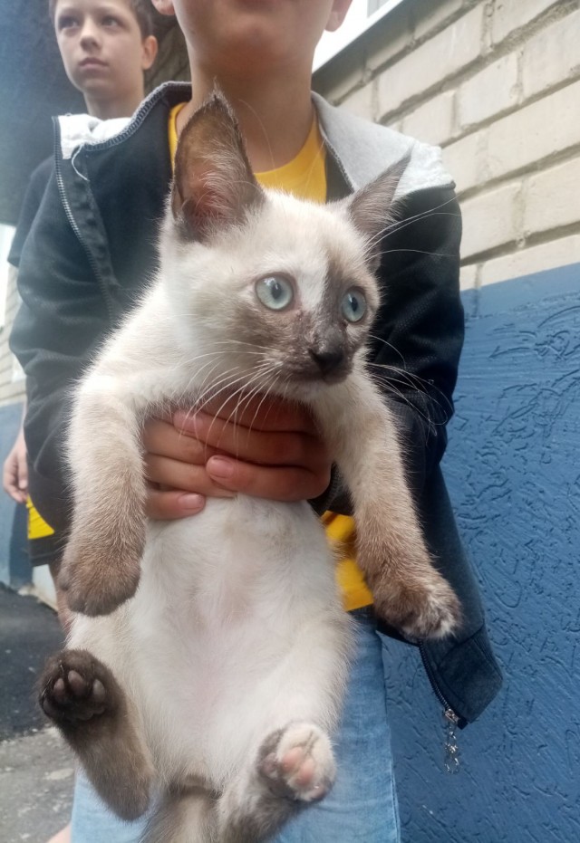 Котовторник же!