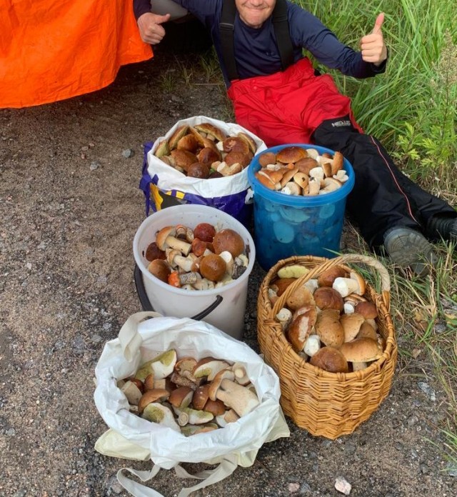 Грибочки. Ленобласть