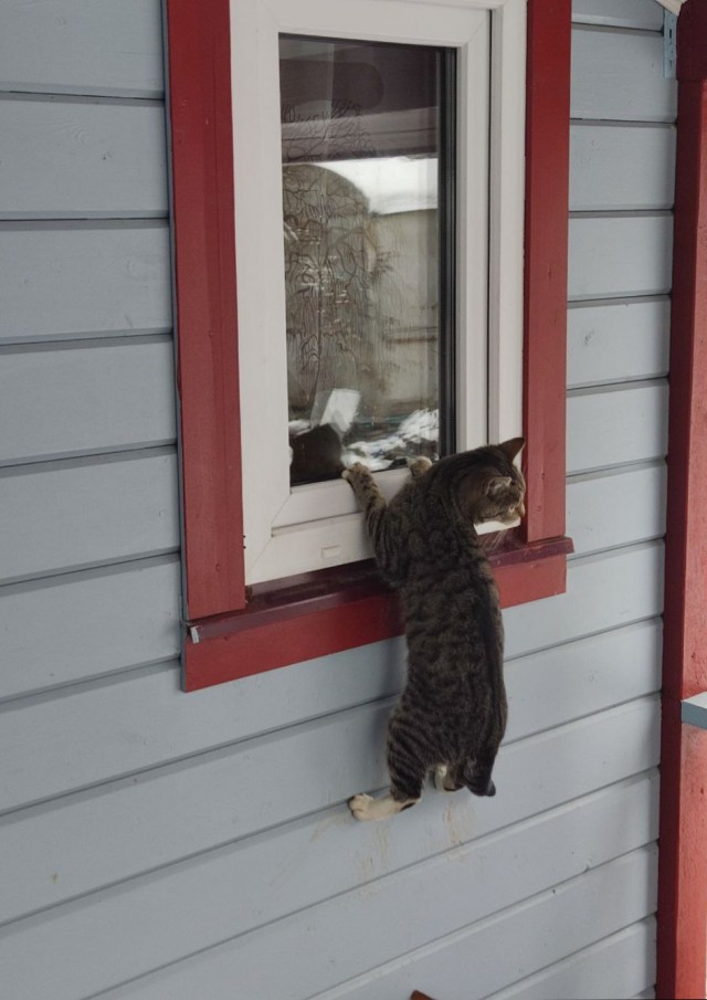 Жизнь с котом в одной картинке