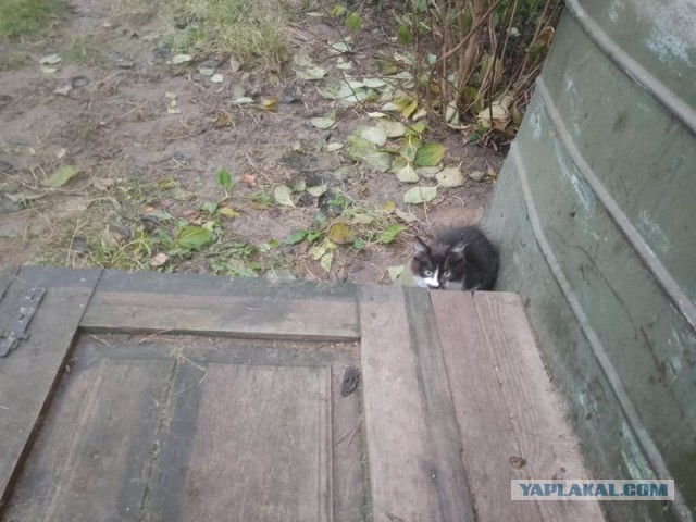 Жизнь домашнего приюта для котеек 520