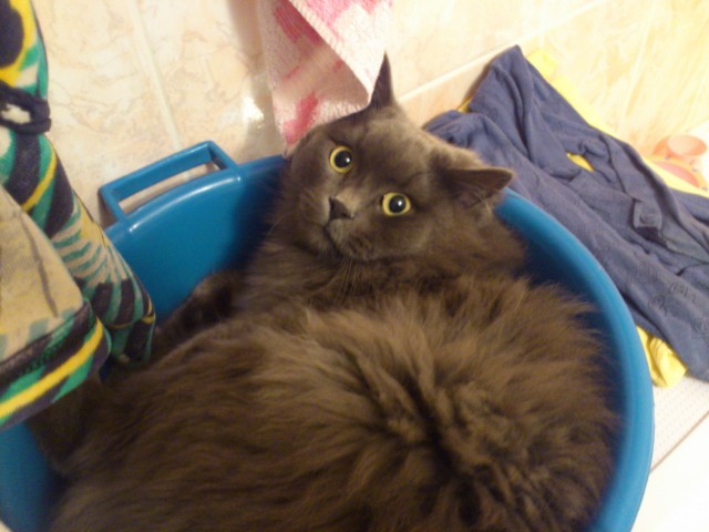 Котовторник 04.06.2013