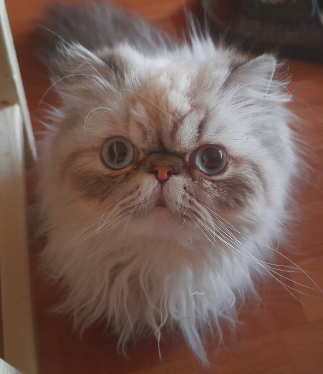 Чем отличаются люди, у которых есть кошки, от людей, у которых их нет? Тест и его результаты