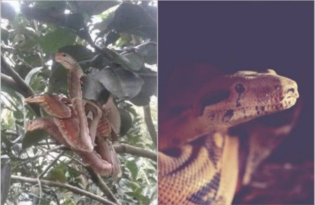 Каким образом бабочка для защиты от хищников стала имитировать змею?