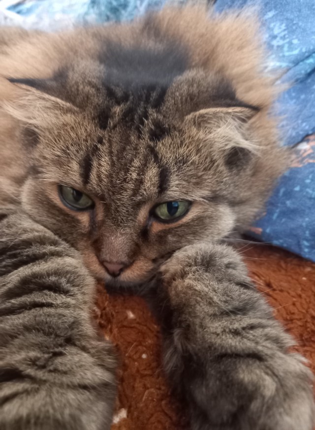 Котовторник