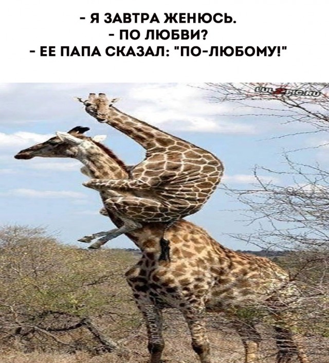 Немного картинкафф для настроения (баяны-перебаяны)