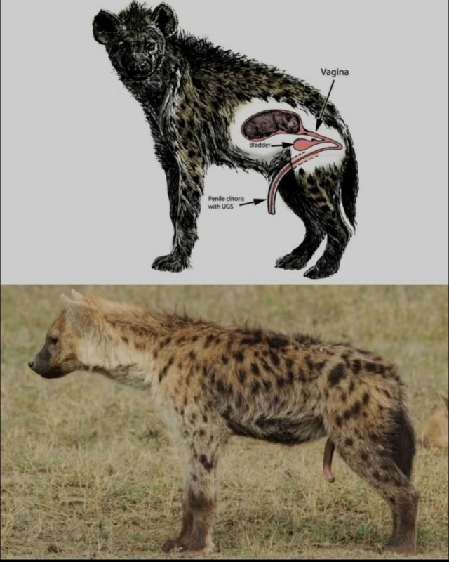 Занимательная биология