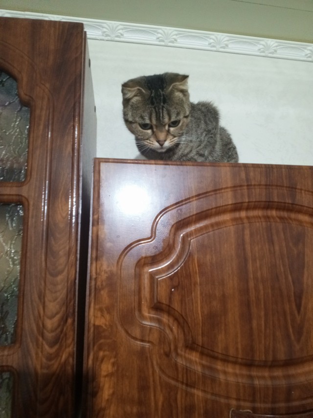 80 г => 3,1 кг (котовторник)