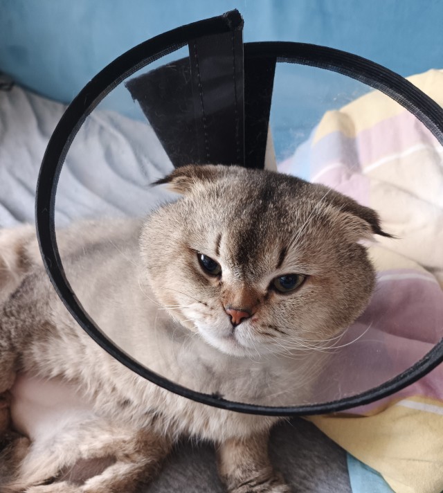 Принимайте в ряды вислоухих