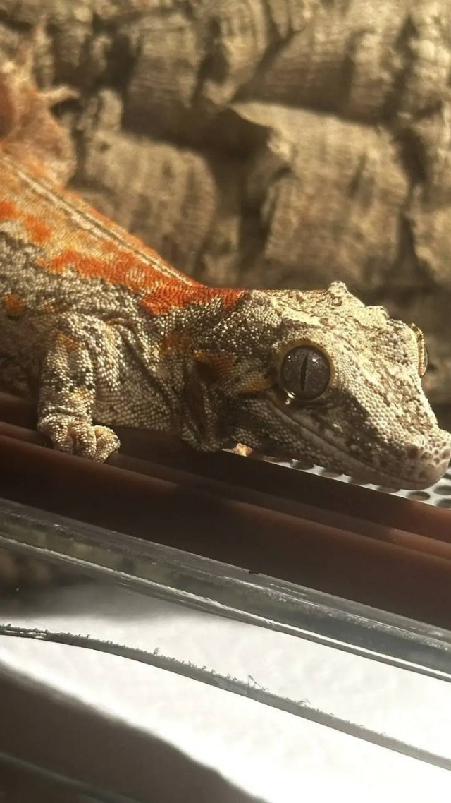 Ну, нет на Япе дня ящериц.