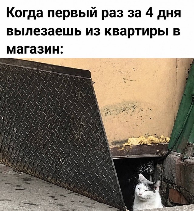 Картинки для деградации 229 (разной степени свежести)