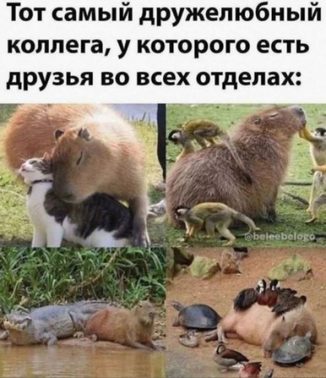 Веселые картинки в пятницу (10.07)
