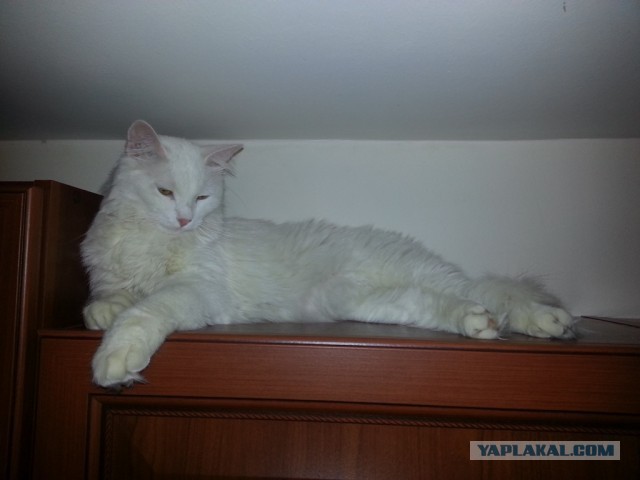 Котовторник  30.07.2013