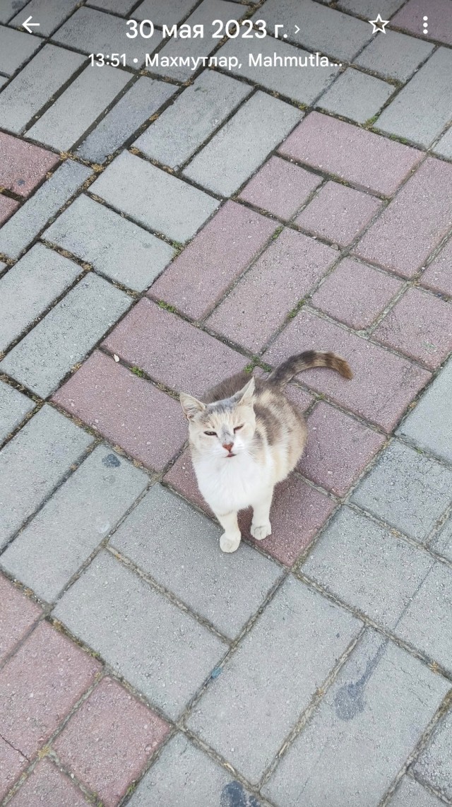Уличные кошки Стамбула — 2