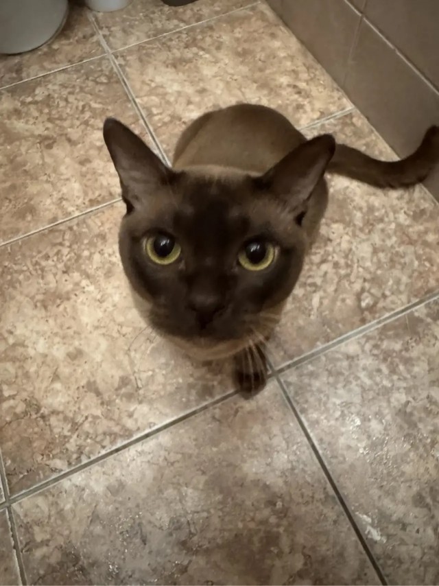 Котовторник