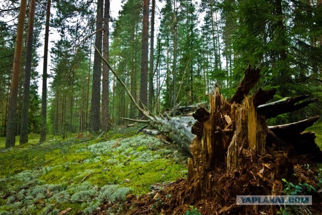 Выбрались за грибами.