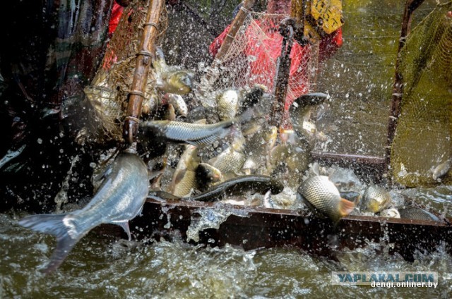 Ловцы грез: репортаж из белорусского рыбхоза