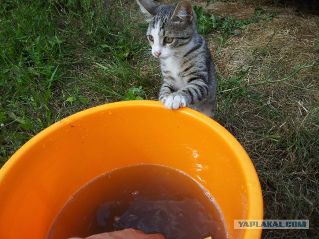 Котовторник 21.10.2014