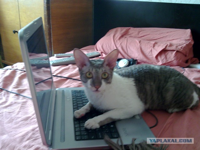 Котовторник 28.10.2014