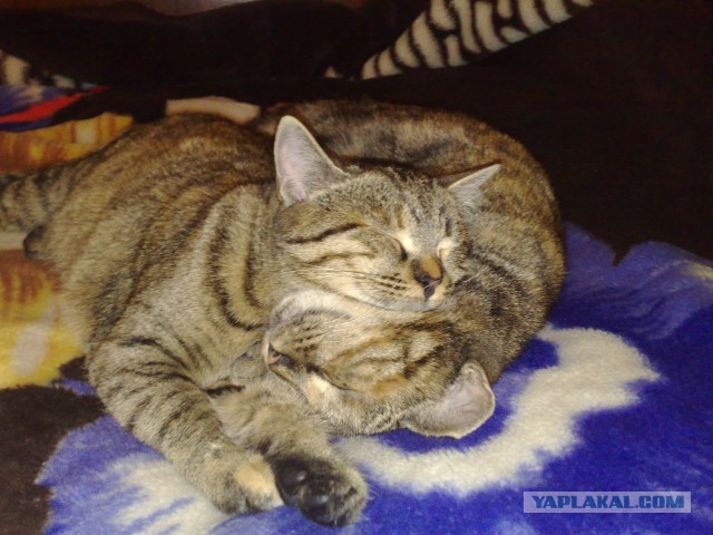 Синхронные коты
