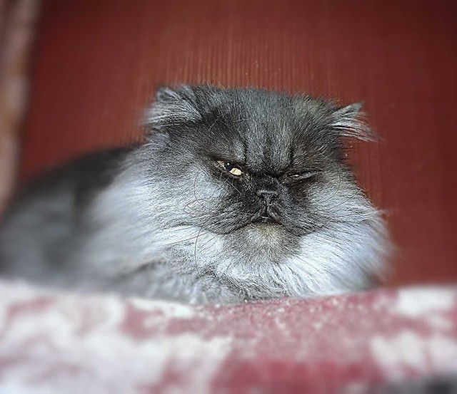 Вкусное обаяние Кулинарии, Повара ЯПа поздравляют милых дам!