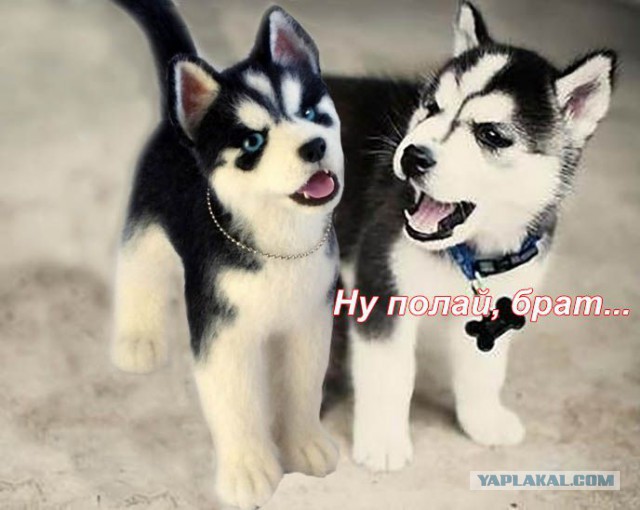 Творчество моей жены