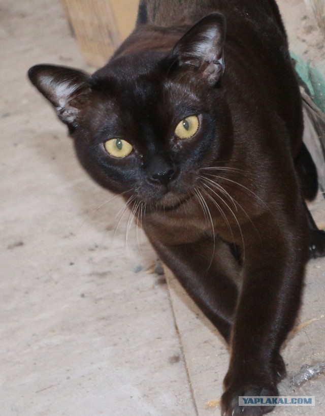 Котовторник 03.11.2015