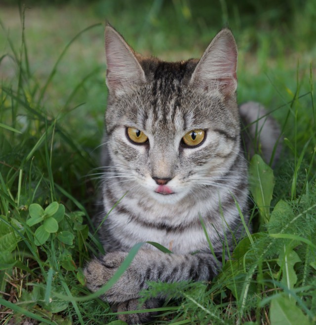 Взяли котейку домой