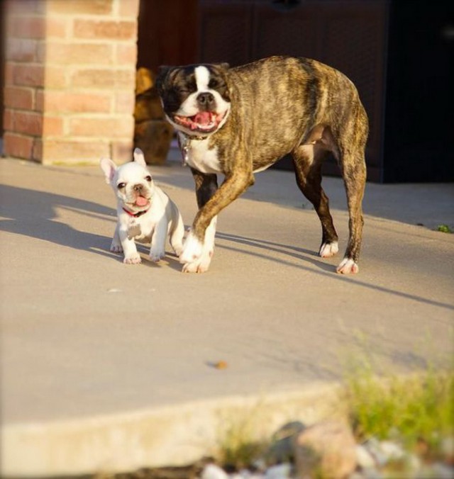 Скотинки - Животинки